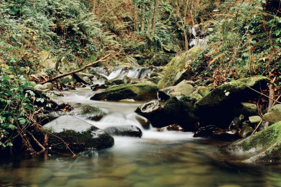 Forêts du Casentino : un paradis pour les champignons parmi la flore et la faune